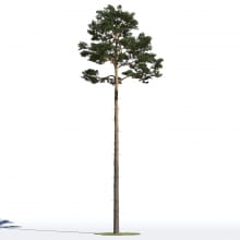 Pinus sylvestris 16 AM219 Archmodels