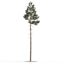 Pinus sylvestris 18 AM219 Archmodels