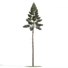Pinus sylvestris 19 AM219 Archmodels