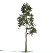 Pinus sylvestris 21 AM219 Archmodels