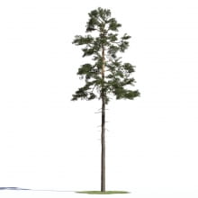 Pinus sylvestris 22 AM219 Archmodels