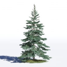 Picea pungens 24 AM219 Archmodels