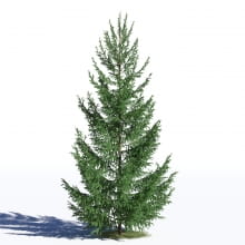 Picea abies 30 AM219 Archmodels