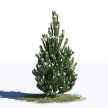 Pinus nigra 35 AM219 Archmodels