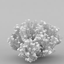 AM219_33