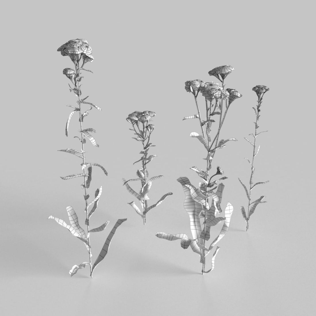 AM235_001_Achillea_wire