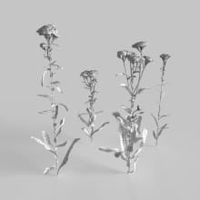 AM235_001_Achillea_wire