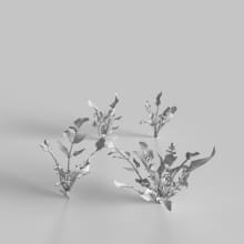 AM235_002_Daucus_wire