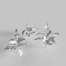 AM235_004_Cirsium_wire