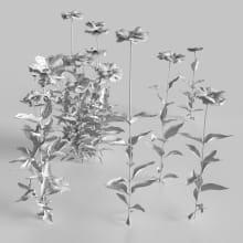 AM235_006_Aster_wire