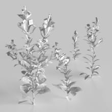 AM235_008_Erigeron_wire