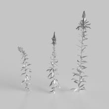 AM235_013_Solidago_wire