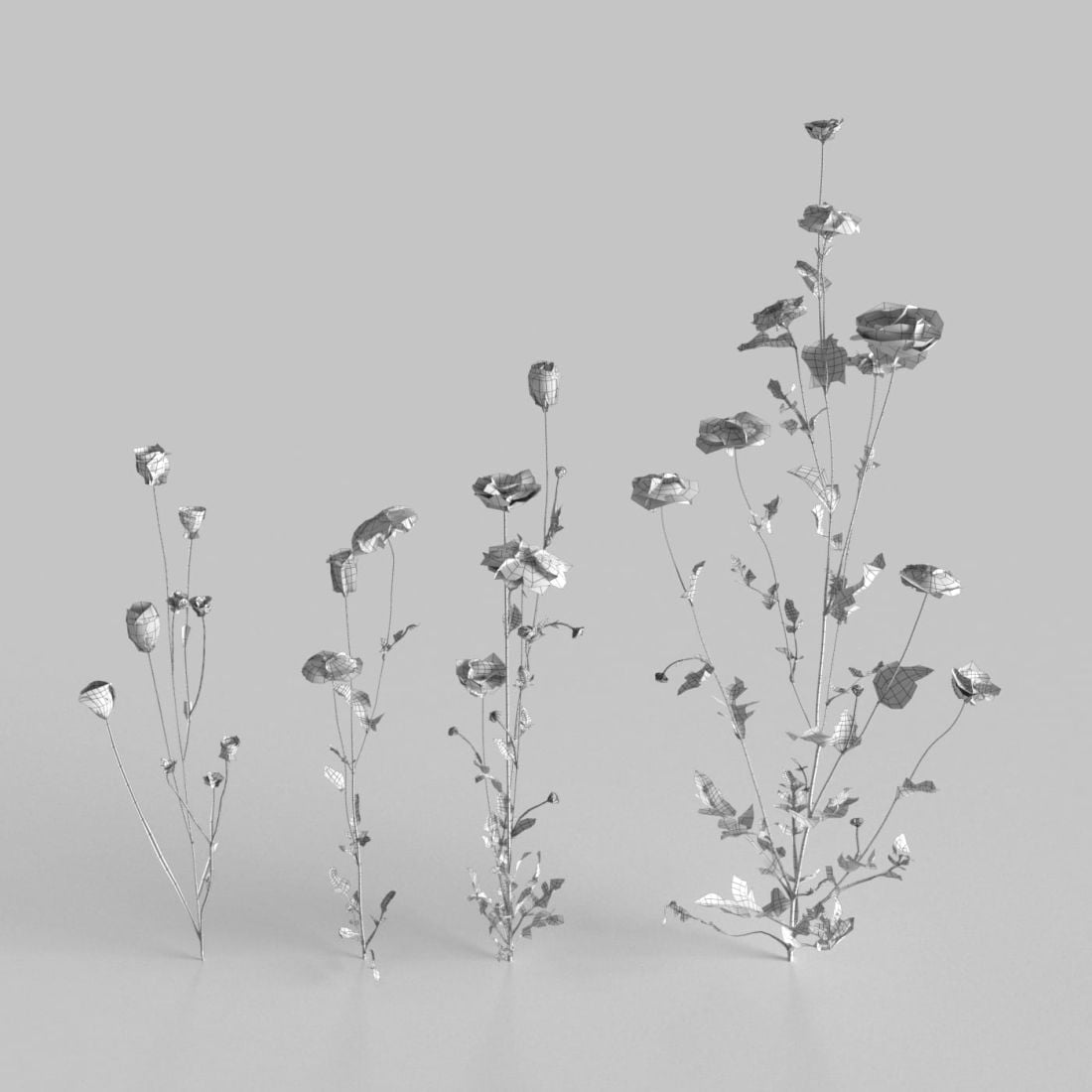 AM235_014_Daucus_wire