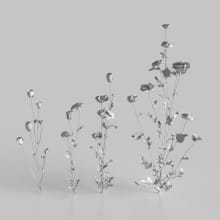 AM235_014_Daucus_wire