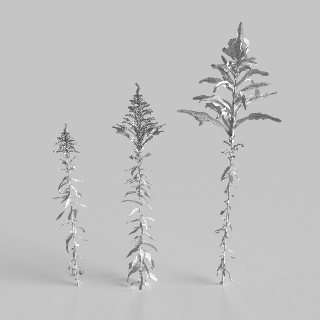 AM235_015_Solidago_wire