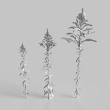 AM235_015_Solidago_wire