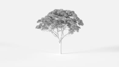 AM2381_Eucalyptus_Wire