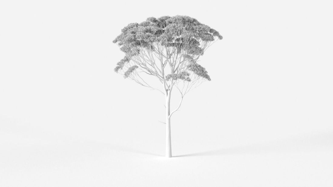 AM2382_Eucalyptus_Wire