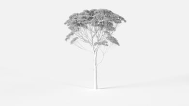 AM2382_Eucalyptus_Wire
