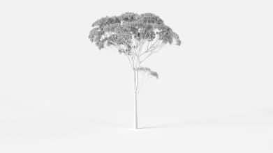 AM2383_Eucalyptus_Wire