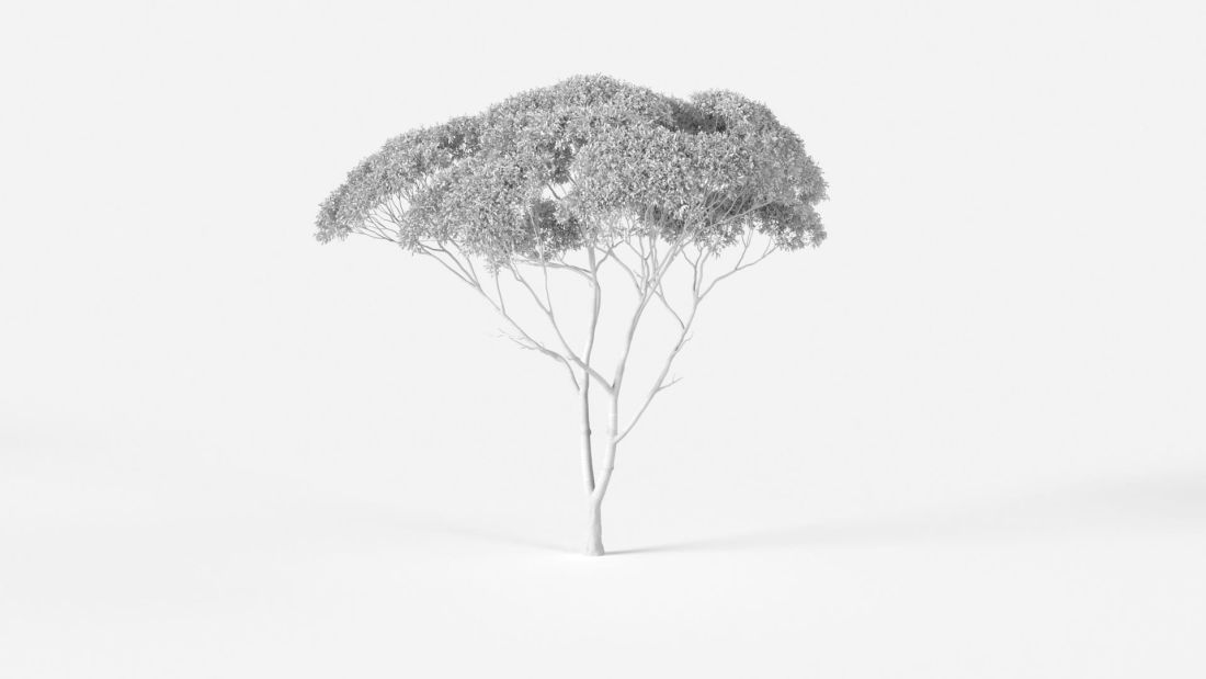 AM2384_Eucalyptus_Wire