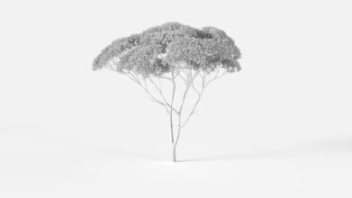 AM2384_Eucalyptus_Wire