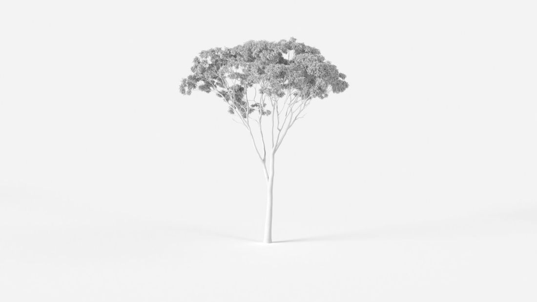 AM2385_Eucalyptus_Wire