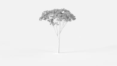 AM2385_Eucalyptus_Wire