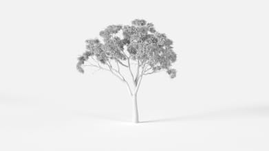 AM2386_Eucalyptus_Wire