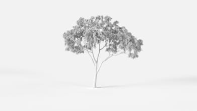 AM2387_Eucalyptus_Wire