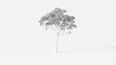 AM2388_Eucalyptus_Wire
