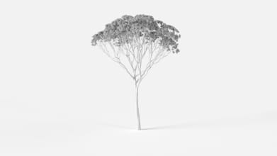 AM2389_Eucalyptus_Wire