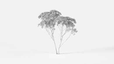 AM238_010_Eucalyptus_Wire