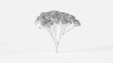 AM238_011_Eucalyptus_Wire