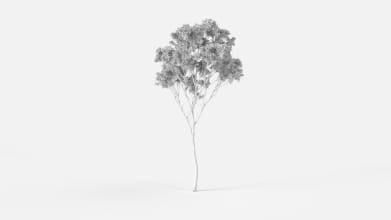 AM238_012_Eucalyptus_Wire