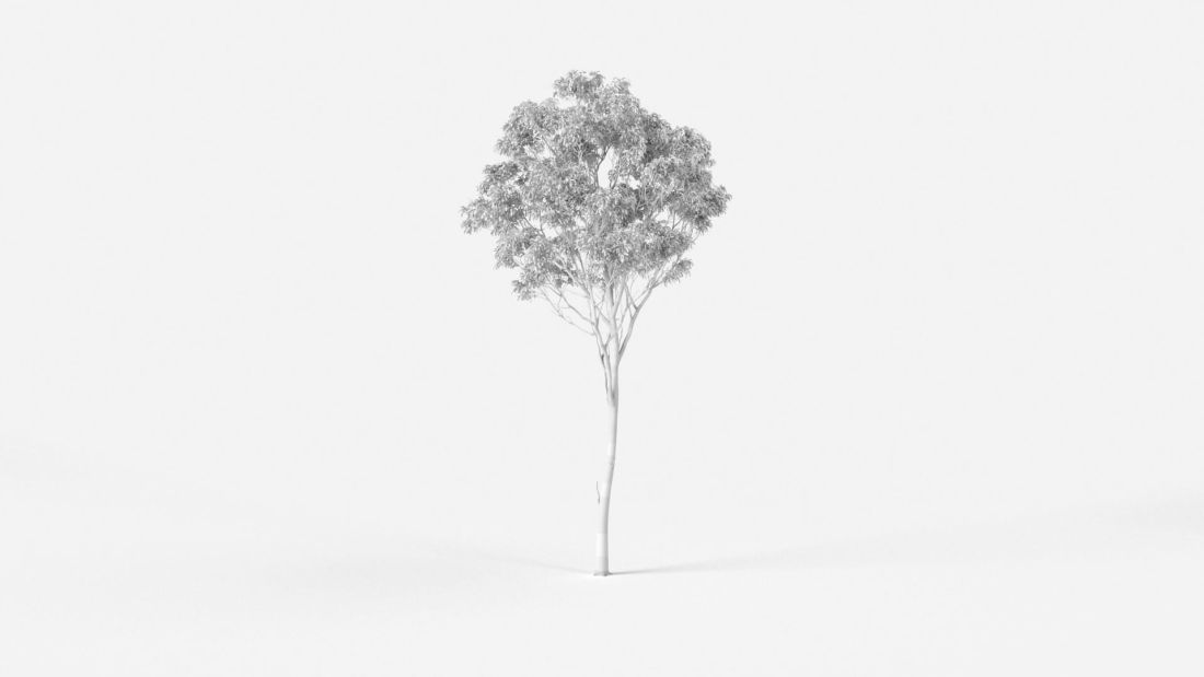 AM238_013_Eucalyptus_Wire
