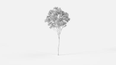 AM238_013_Eucalyptus_Wire