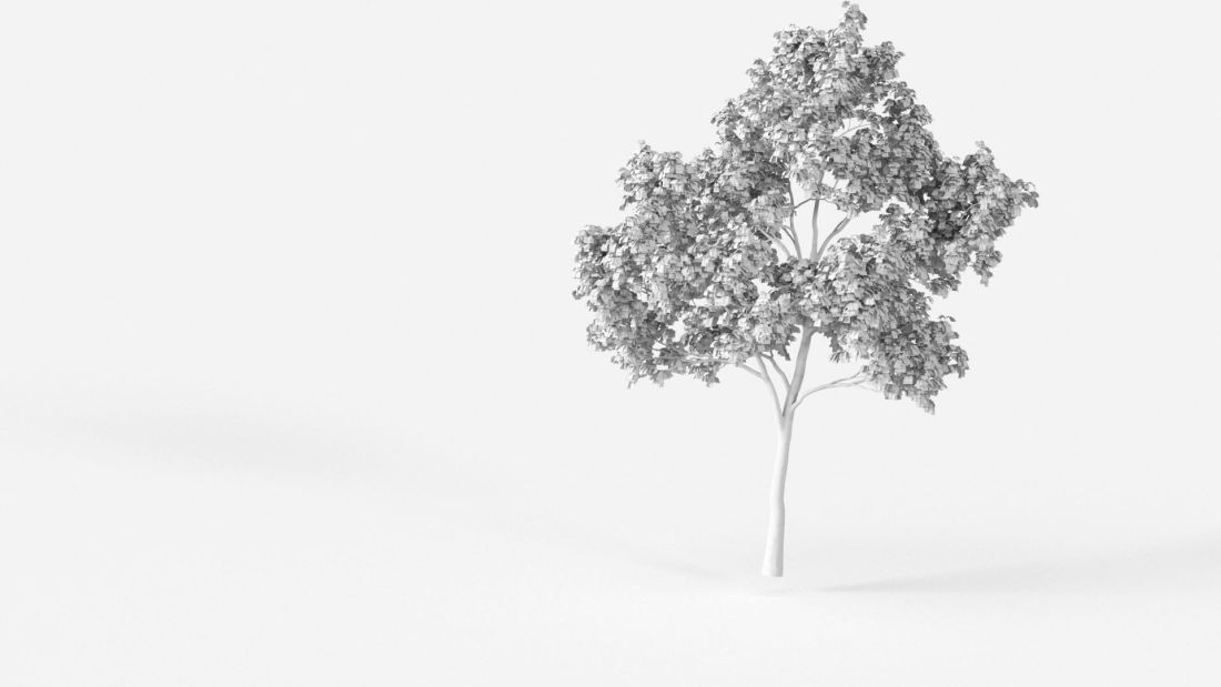 AM238_014_Platanus_Wire