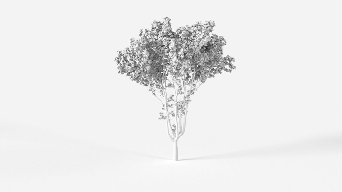 AM238_015_Platanus_Wire