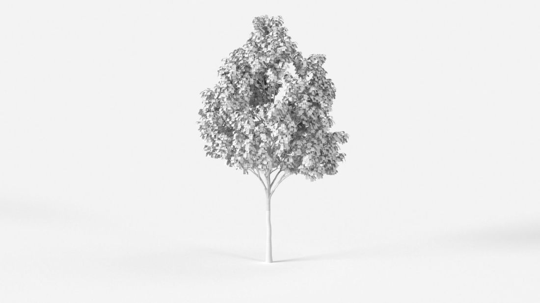 AM238_016_Platanus_Wire