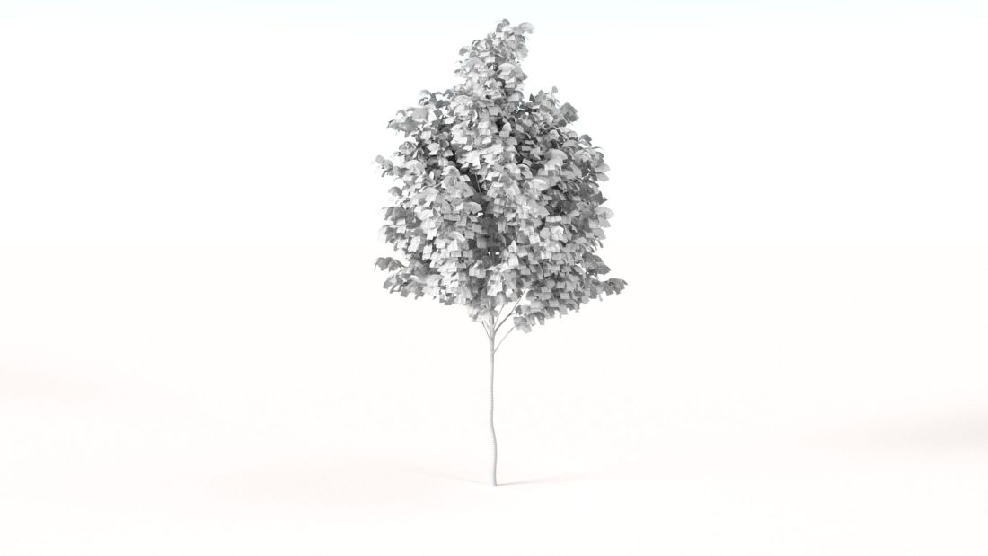 AM238_017_Platanus_Wire