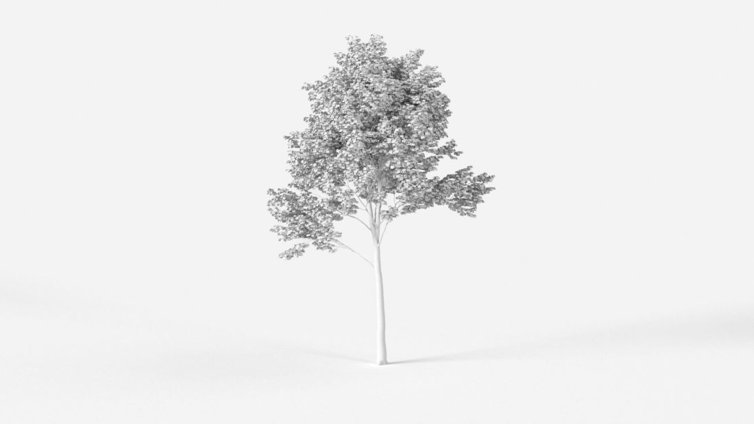 AM238_018_Platanus_Wire