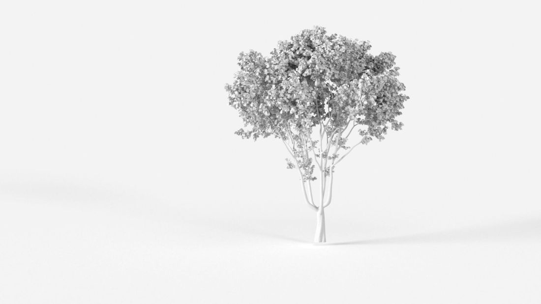 AM238_019_Platanus_Wire