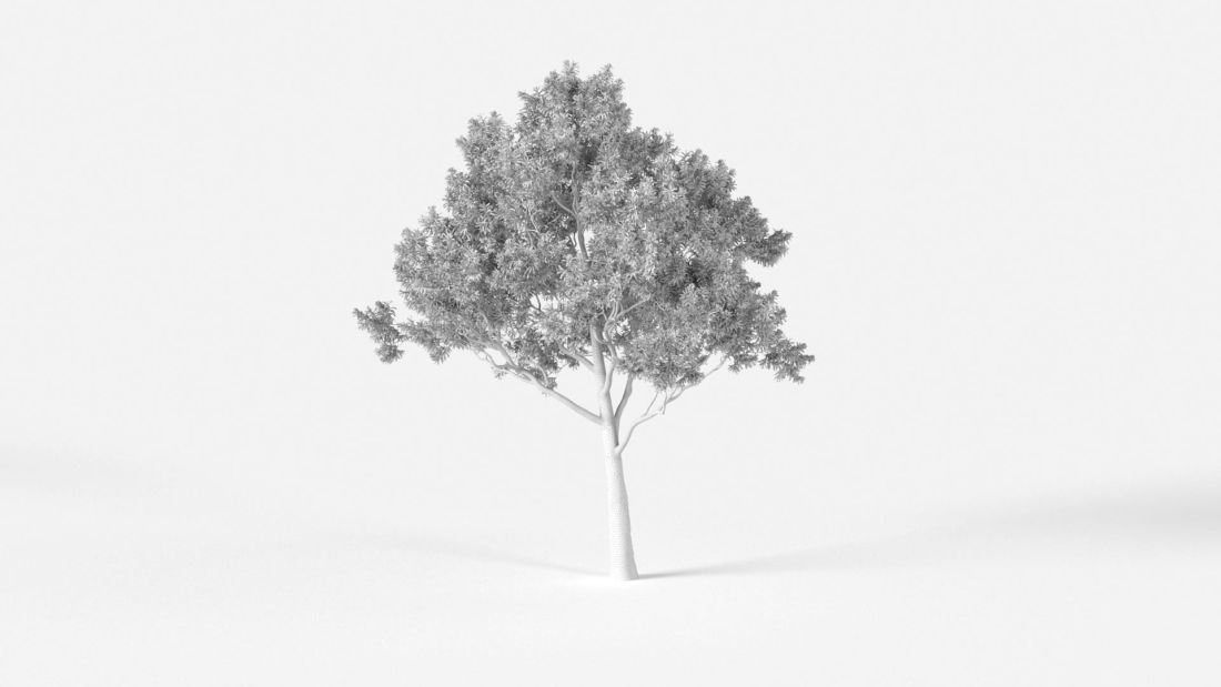 AM238_023_Acacia_pycnantha_Wire