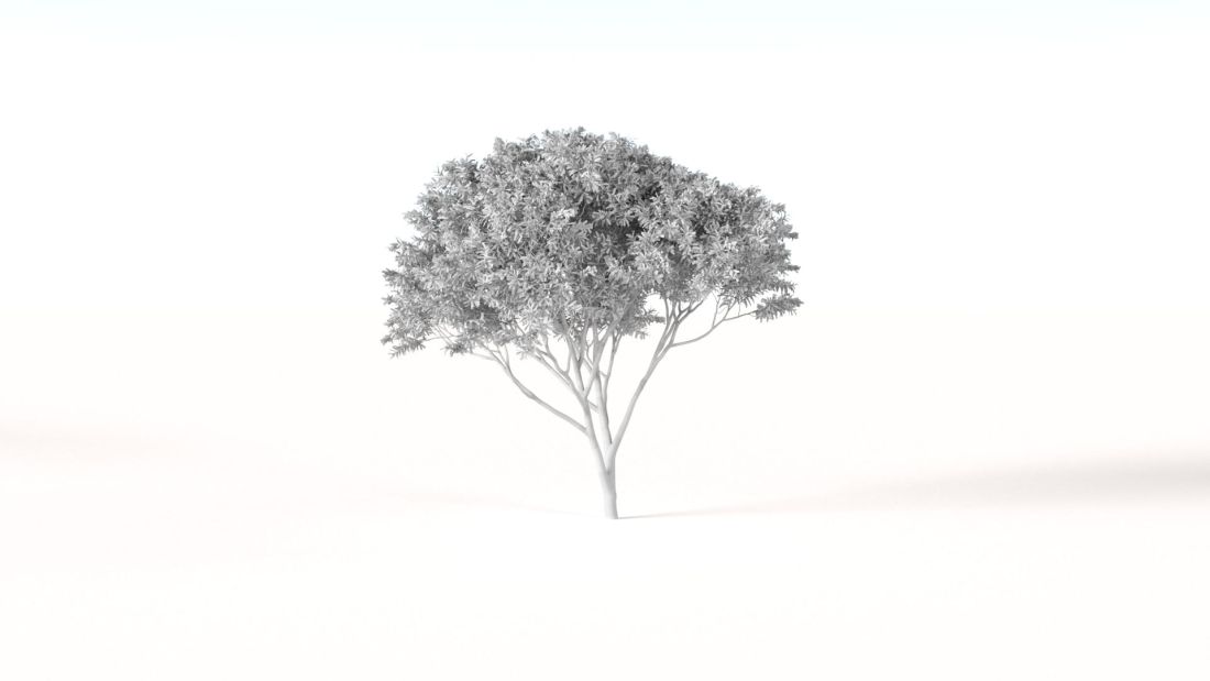 AM238_024_Acacia_pycnantha_Wire