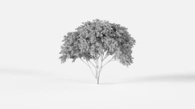 AM238_025_Acacia_pycnantha_Wire