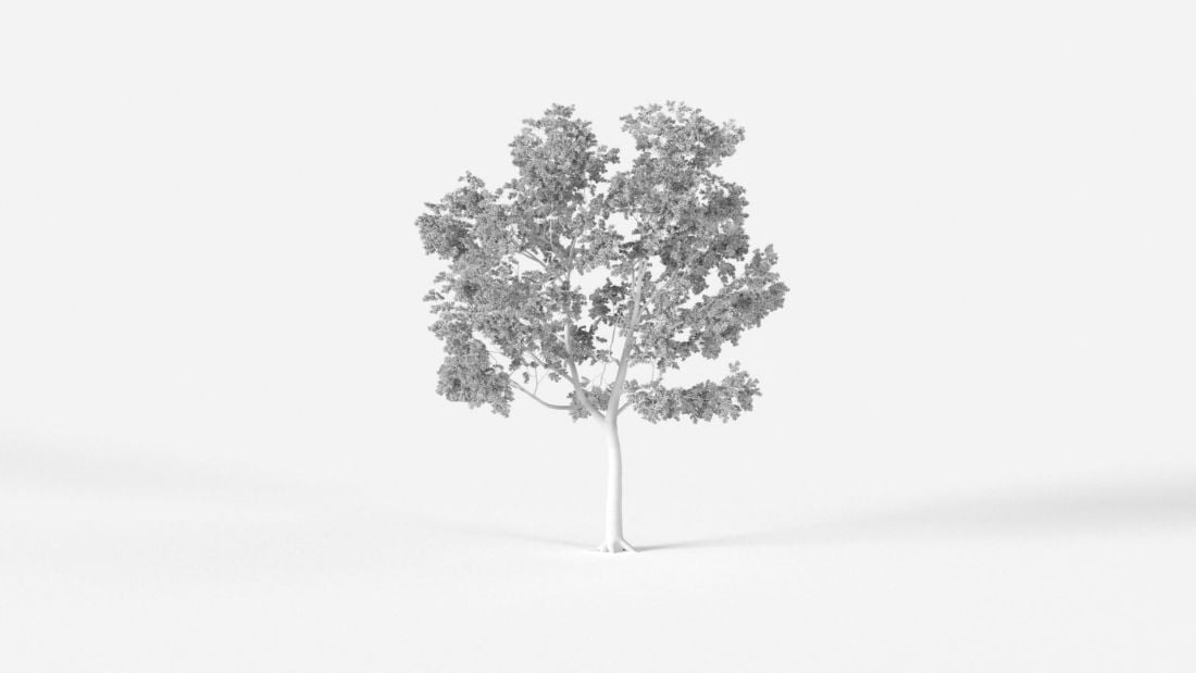 AM238_026_Acacia_pycnantha_Wire