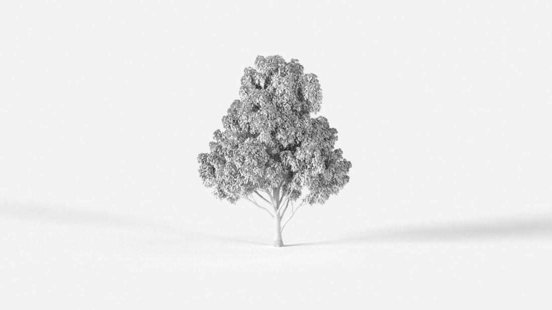AM238_031_Corymbia_ficifolia_Wire
