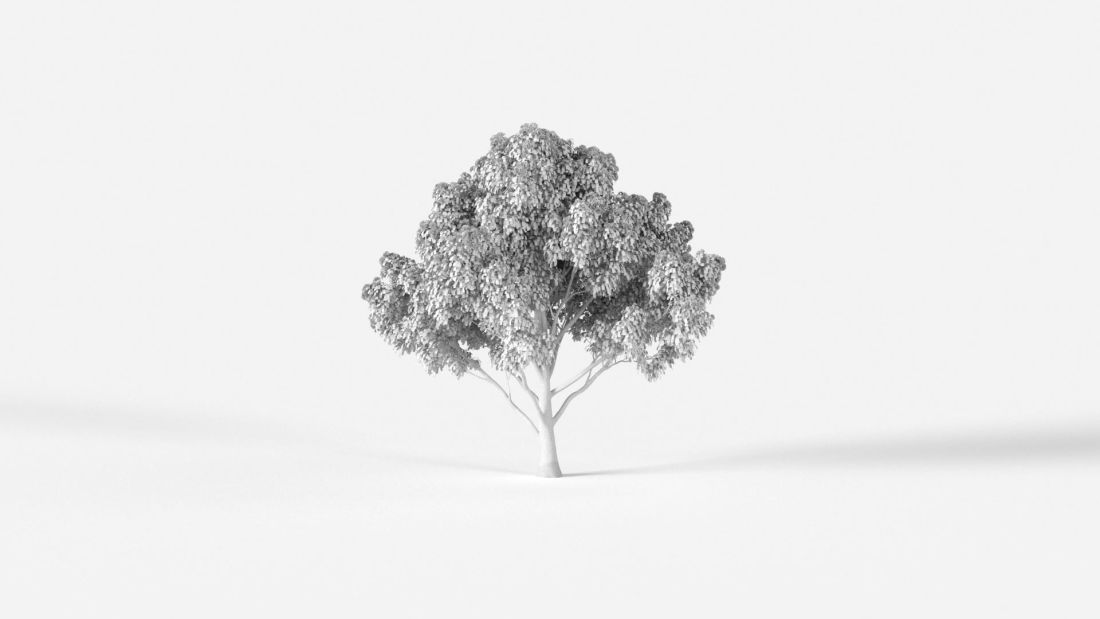 AM238_032_Corymbia_ficifolia_Wire