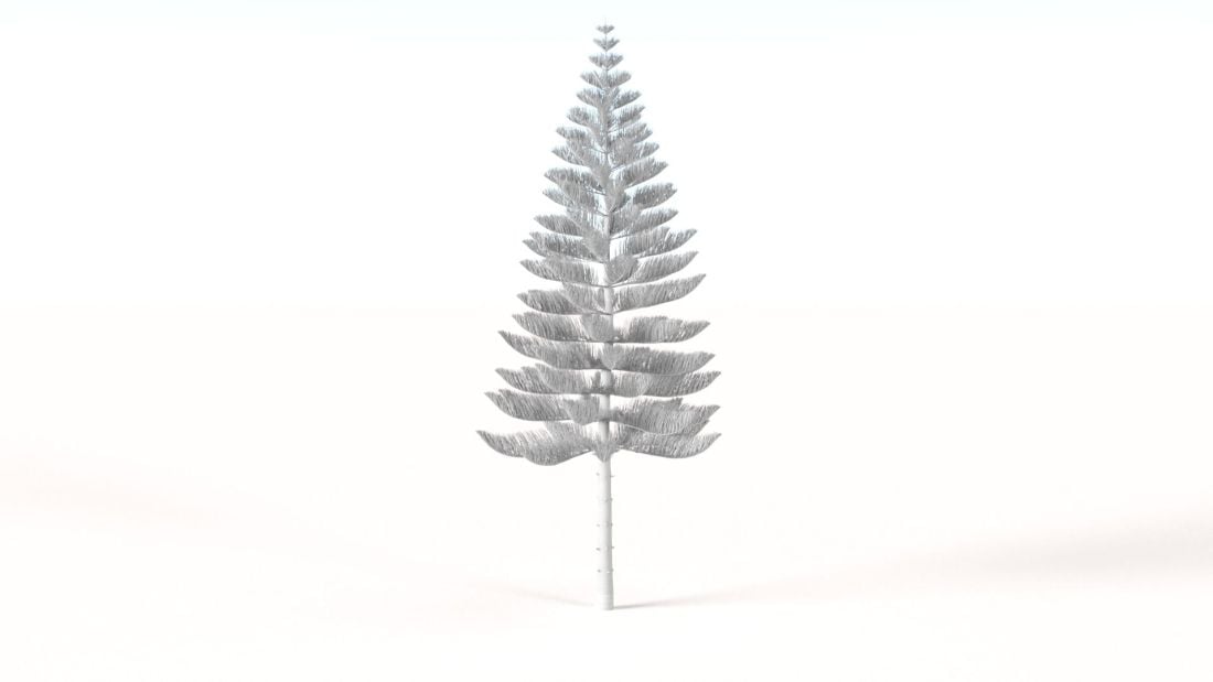 AM238_036_Araucaria_heterophylla_Wire